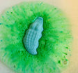 Crocodile Bath Bomb Lather Up UK